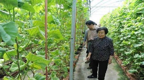 娱乐圈吃瓜代号蜜蜂是谁,娱乐圈神秘吃瓜者的真实身份揭秘