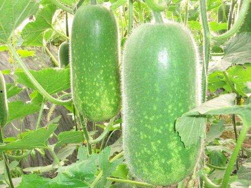 52每日大瓜视频 52吃瓜爆料免费吃瓜视频,免费吃瓜，揭秘娱乐圈52大瓜爆料